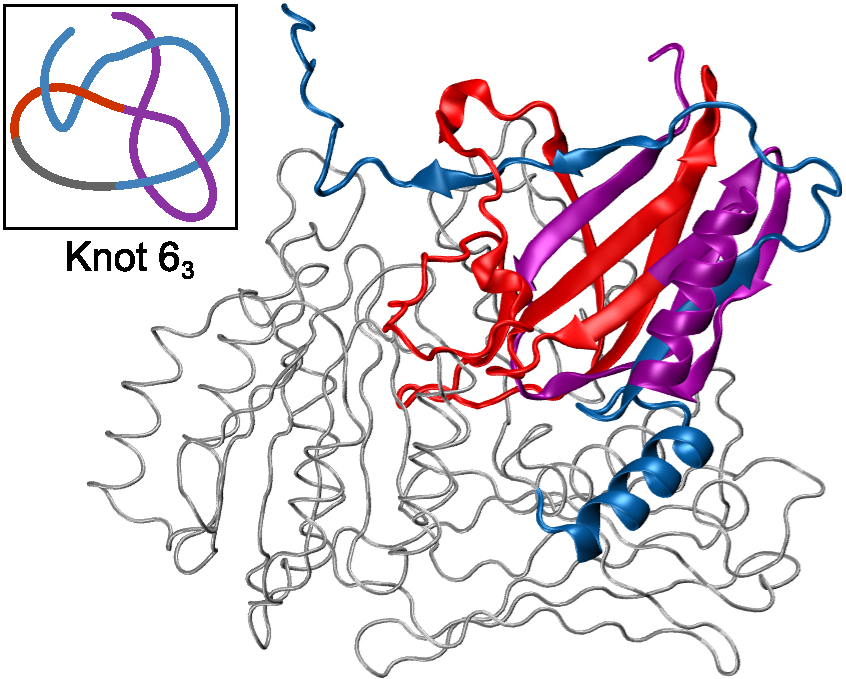 Protein with 63 knot